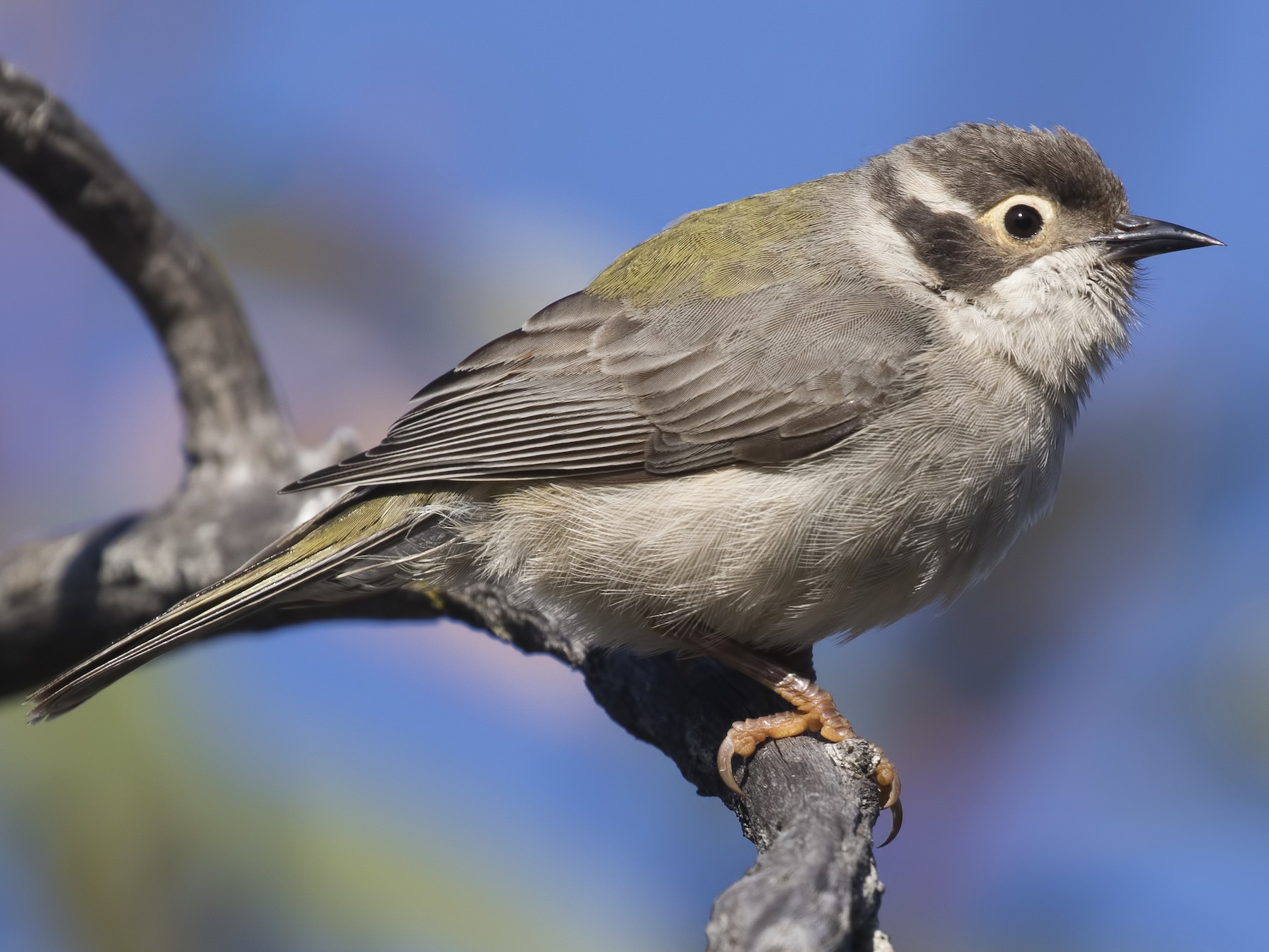 Brown-headed Honeyeater - Feathers & Beyond Photography