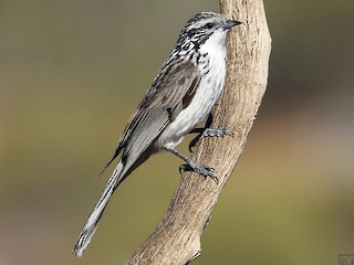  - Striped Honeyeater