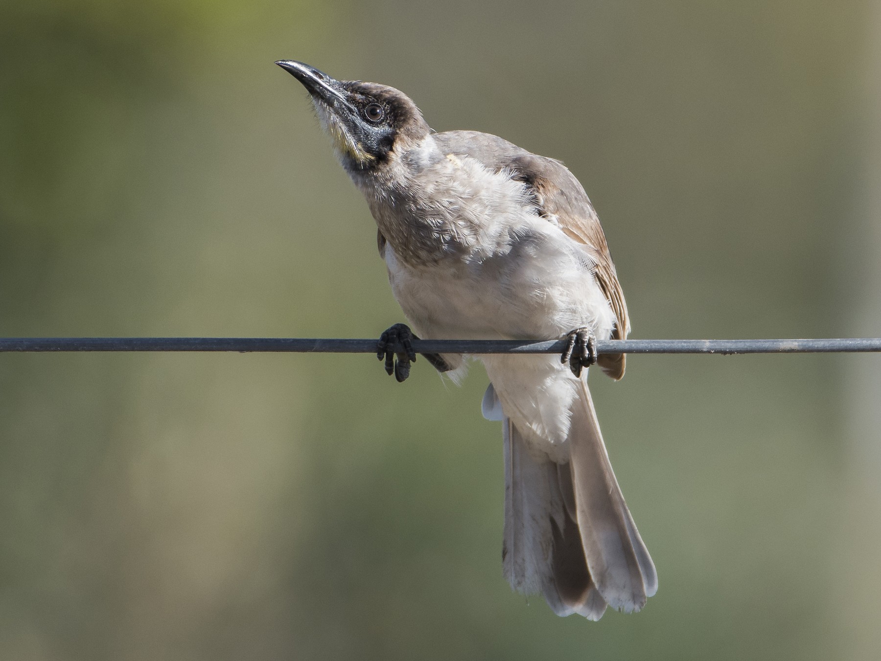 Little Friarbird - Lucas Brook