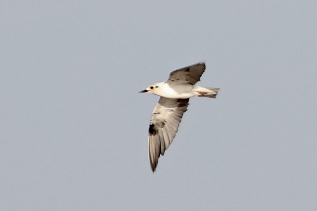 White-winged Tern - Charley Hesse TROPICAL BIRDING