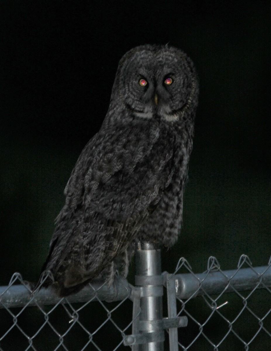 Great Gray Owl - ML125408521