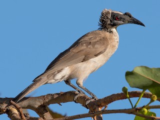  - Silver-crowned Friarbird