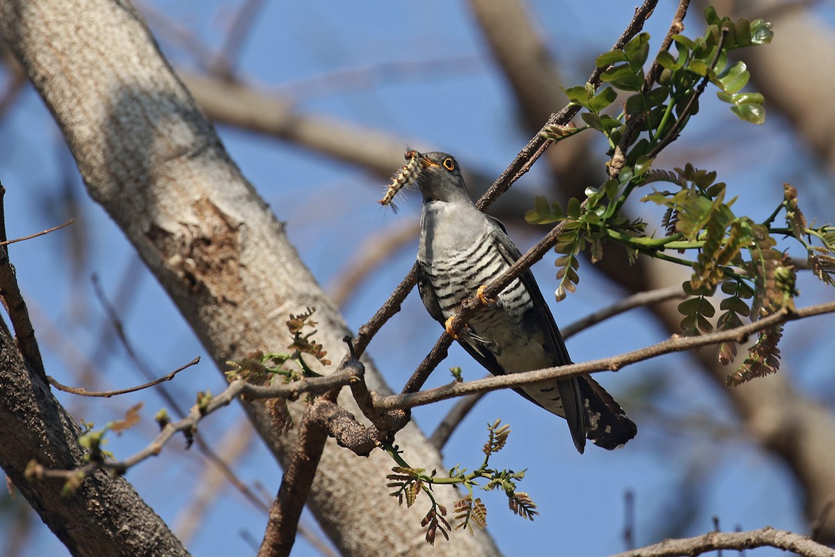 Madagascar Cuckoo - ML125412071