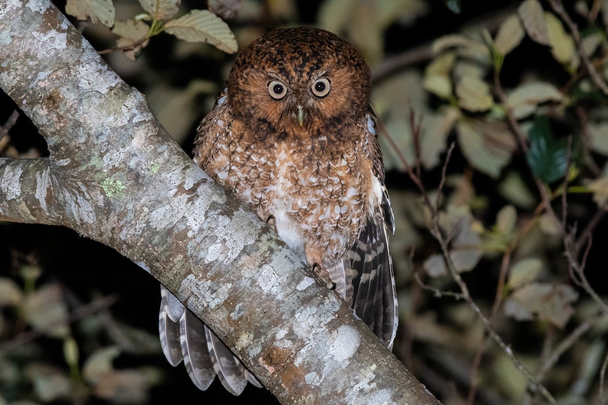 Bare-shanked Screech-Owl - ML125412331