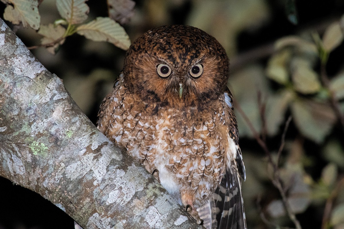 Bare-shanked Screech-Owl - ML125412391