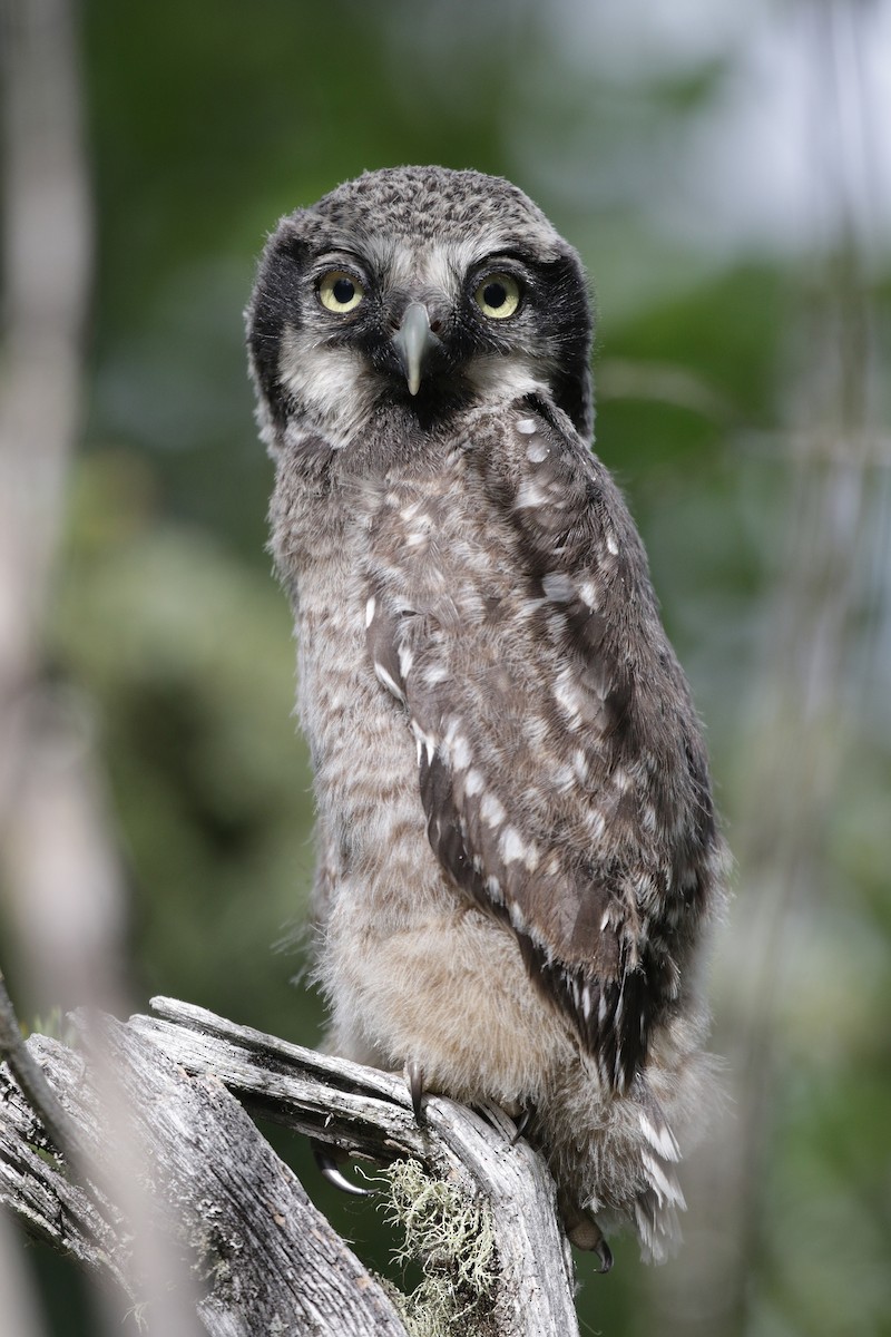 Northern Hawk Owl - Cameron Eckert