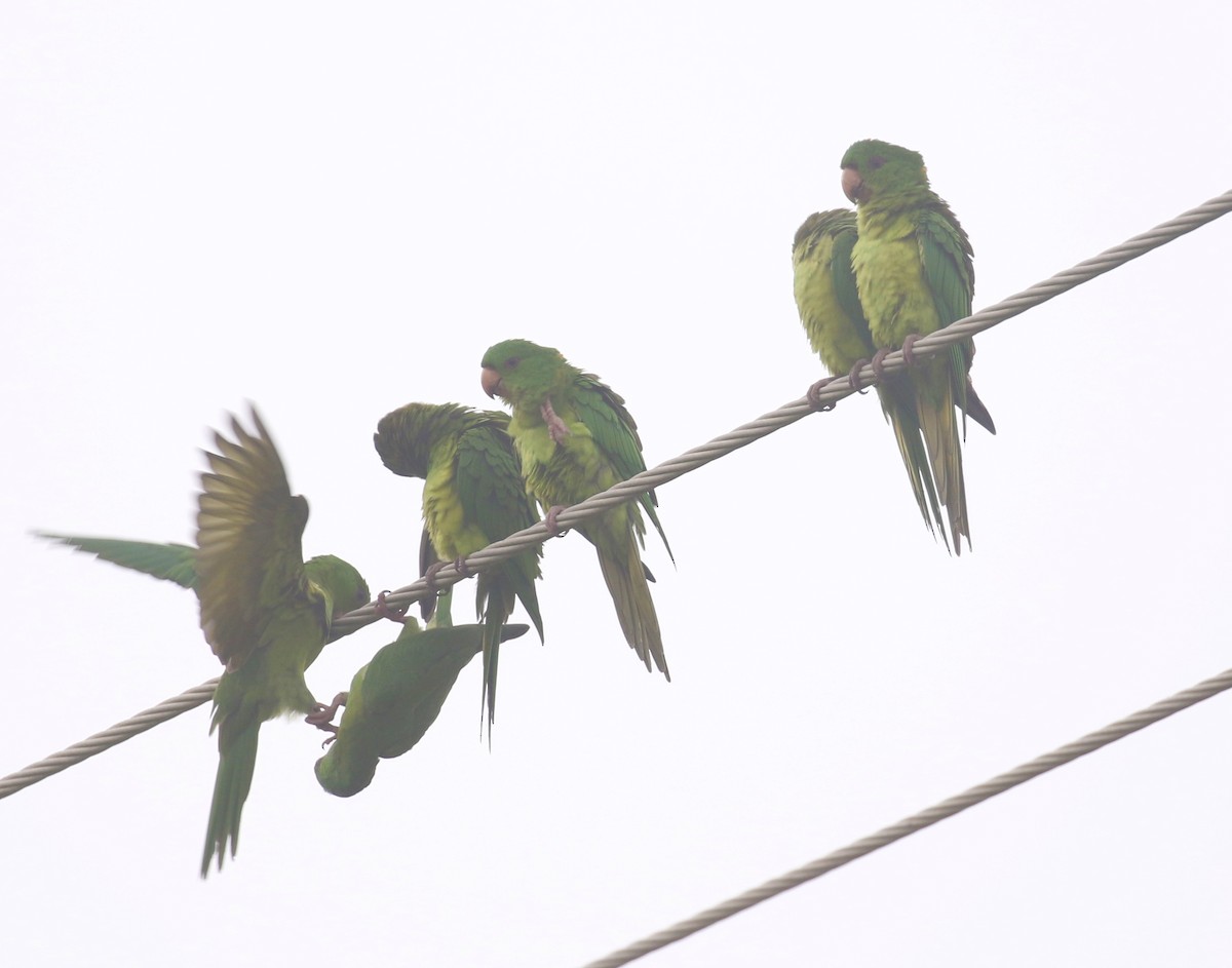Green Parakeet - Victor Stoll