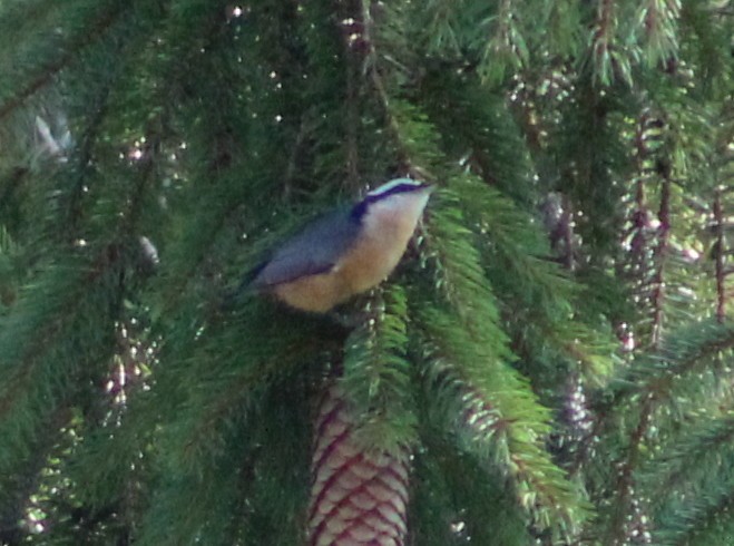 Red-breasted Nuthatch - Susan Boyce