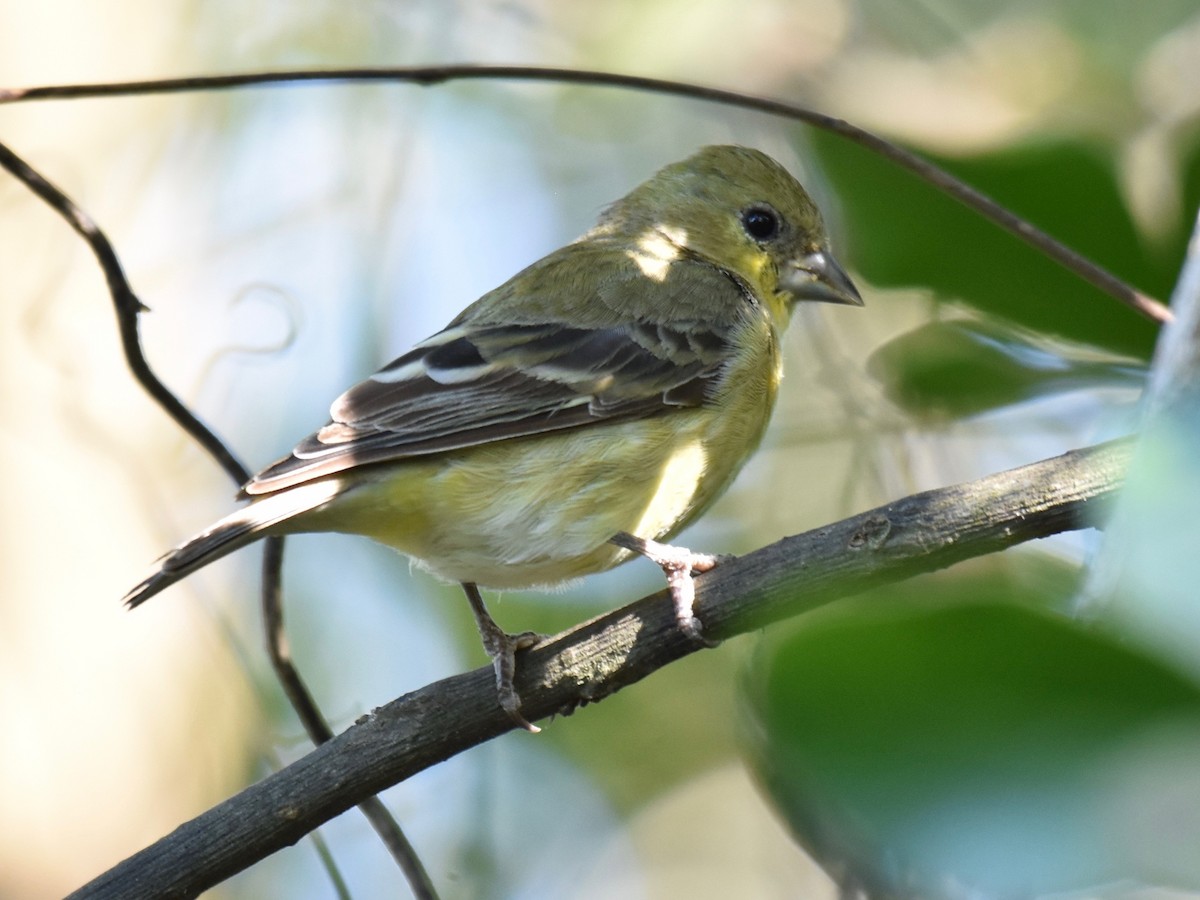 Lesser Goldfinch - Suzette Stitely