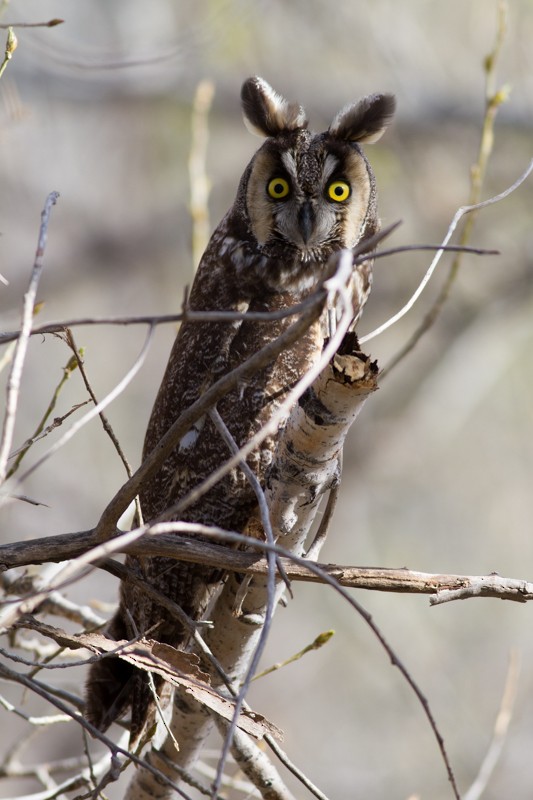 Long-eared Owl - Raphael Lebrun