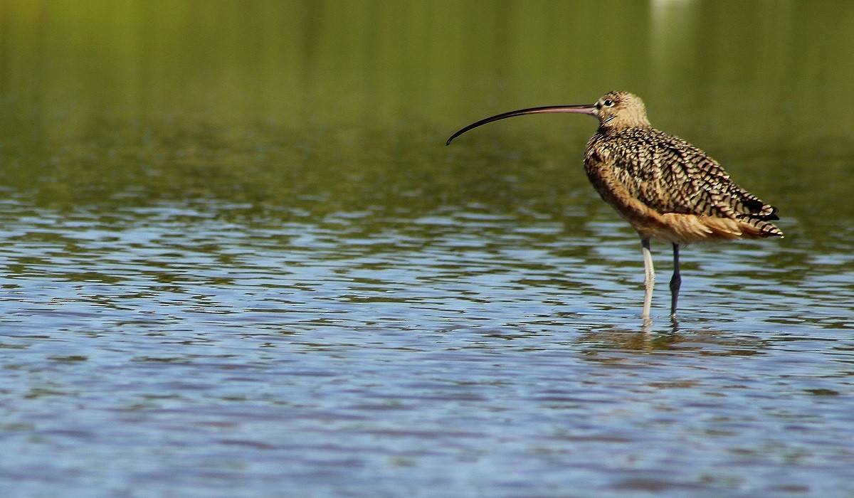 Long-billed Curlew - ML125420531