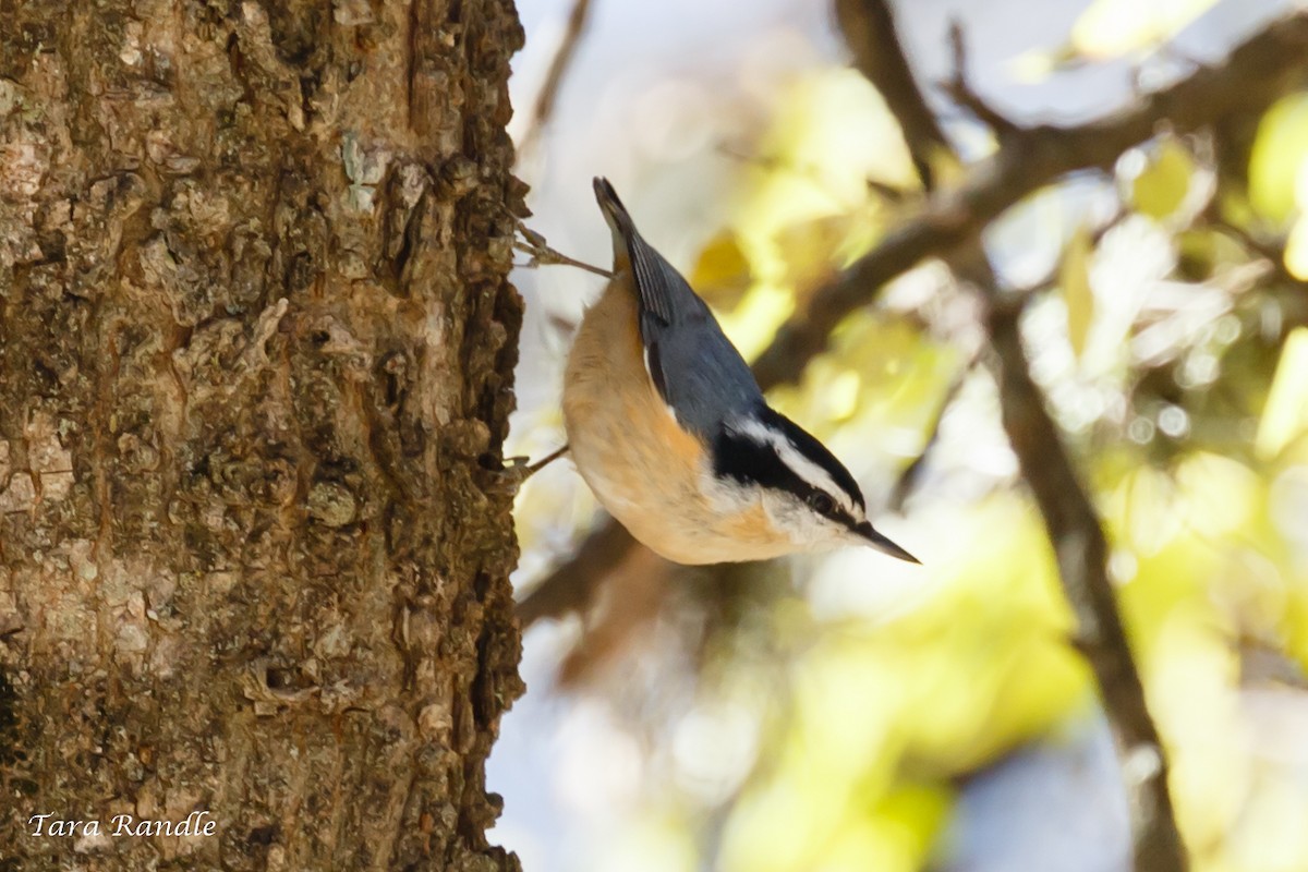 Red-breasted Nuthatch - Tara Randle