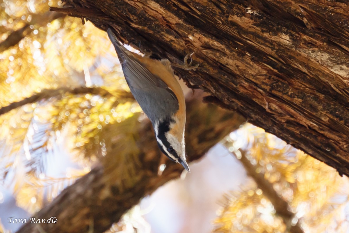 Red-breasted Nuthatch - Tara Randle