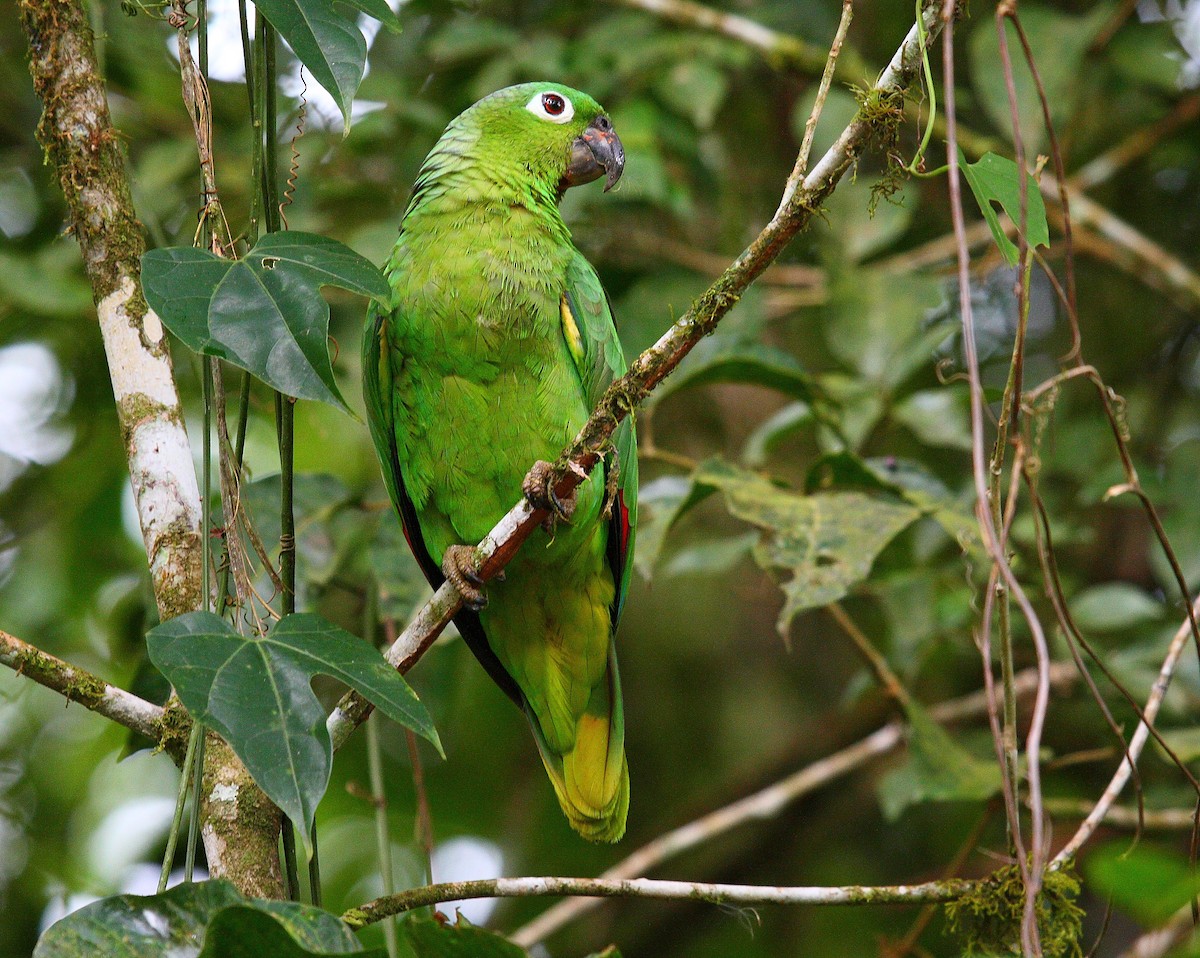 Mealy Parrot - ML125423901