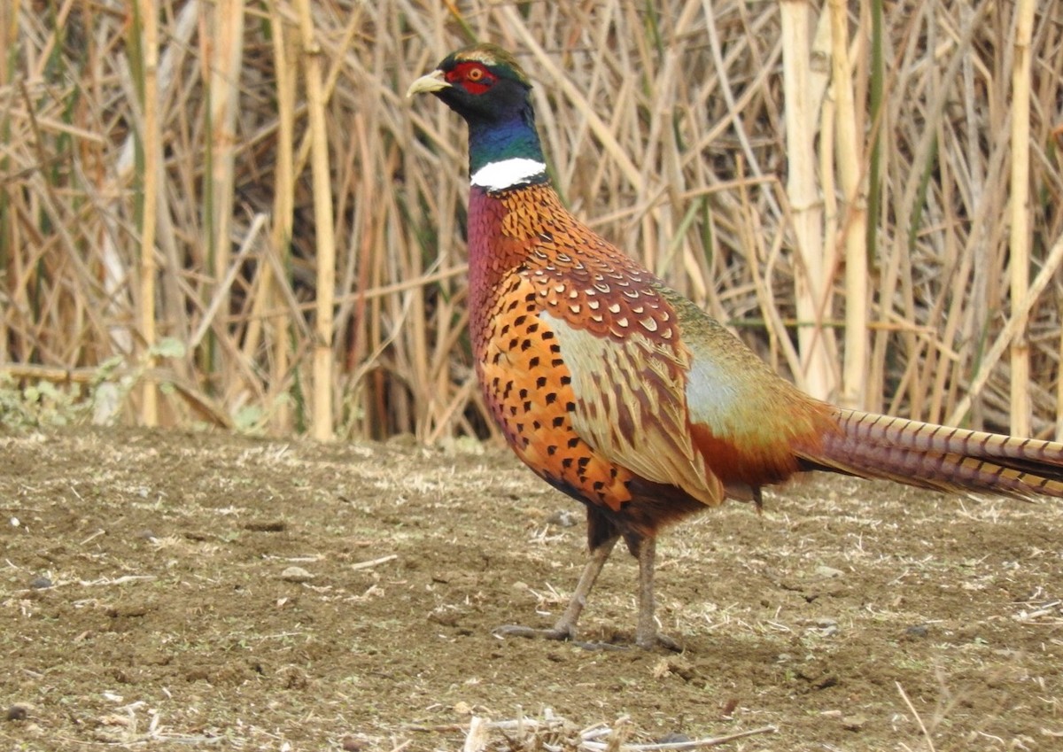 Ring-necked Pheasant - Ronan Nicholson