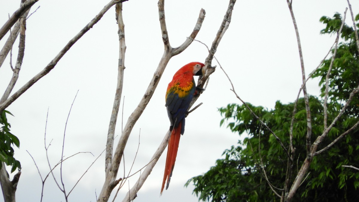Scarlet Macaw - Jorge Muñoz García   CAQUETA BIRDING