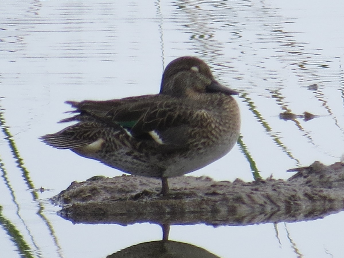 Green-winged Teal - Kenneth Bader
