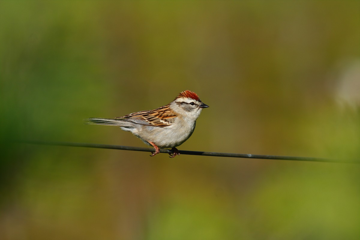 Chipping Sparrow - Matt Brady