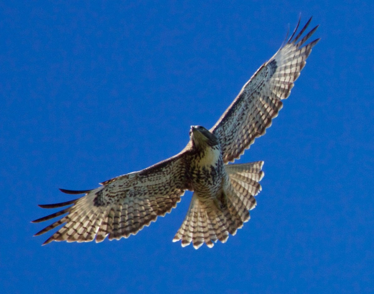 Red-tailed Hawk - ML125430361