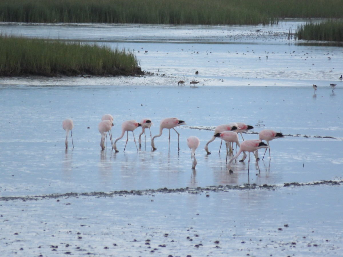 Andean Flamingo - ML125435151