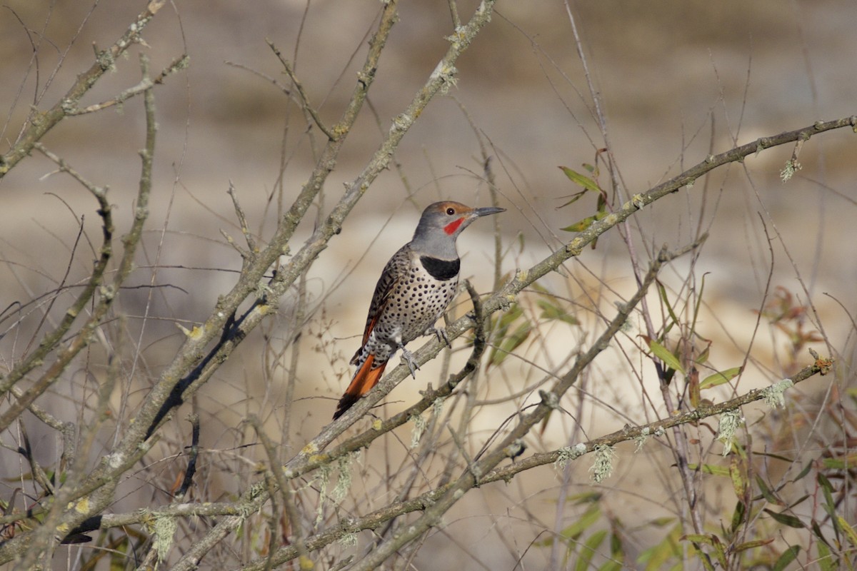 Northern Flicker (Red-shafted) - Nicole Desnoyers