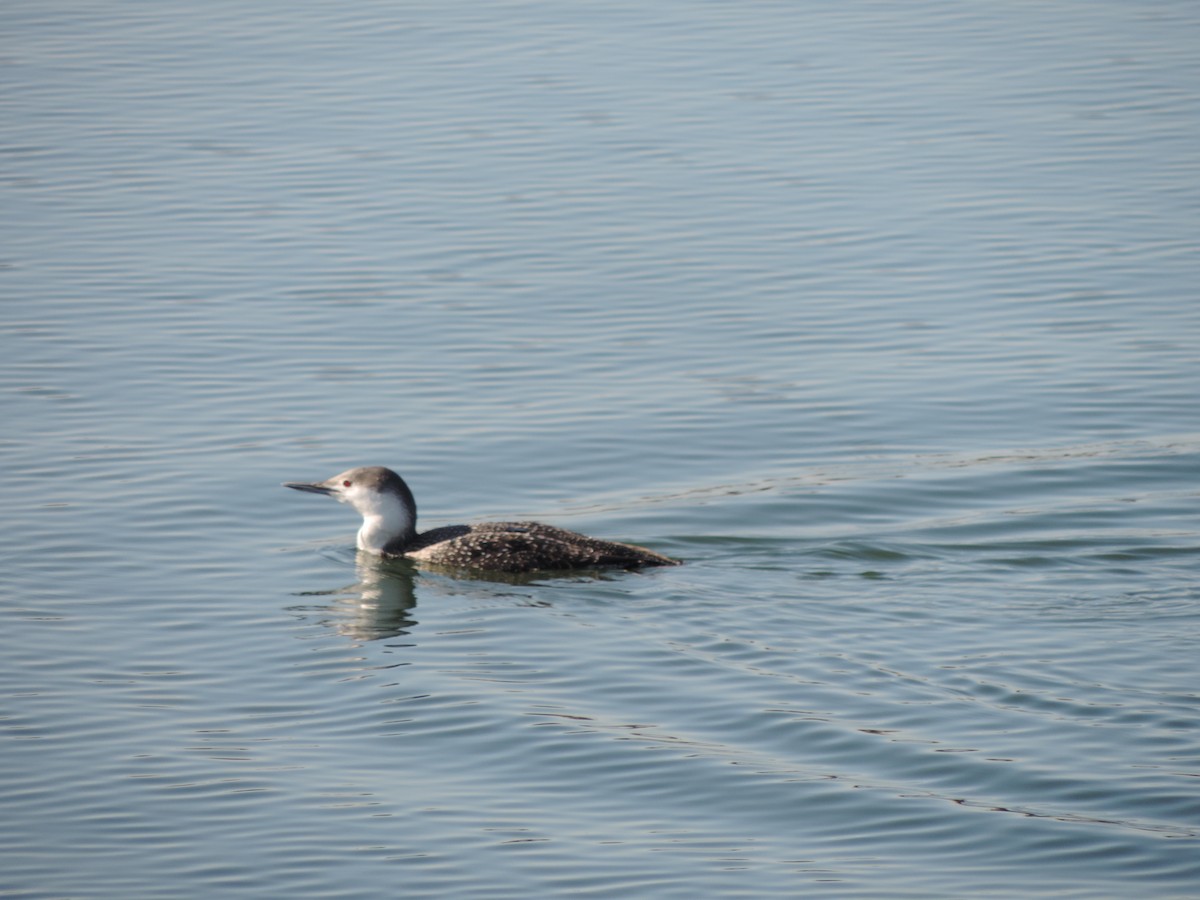 Red-throated Loon - ML125438041
