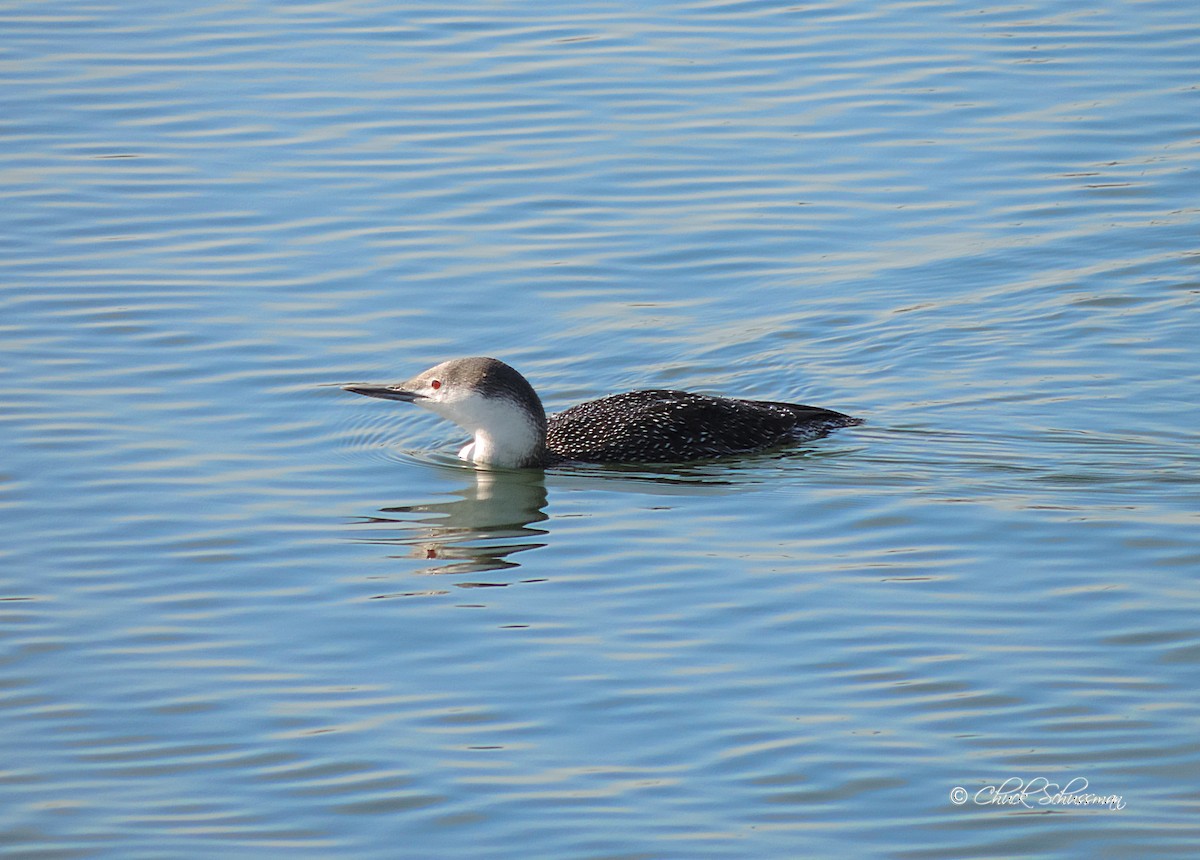 Red-throated Loon - ML125438051