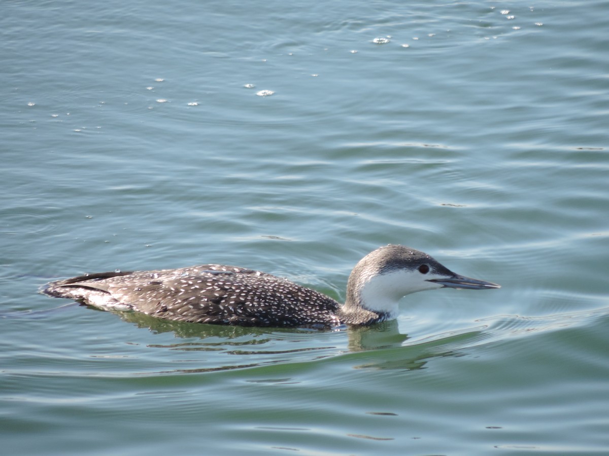 Red-throated Loon - ML125438091