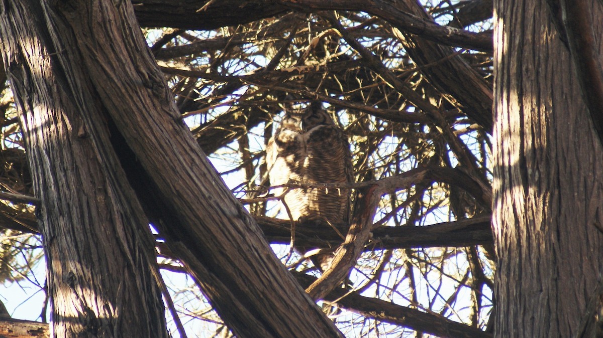 Great Horned Owl - ML125444311