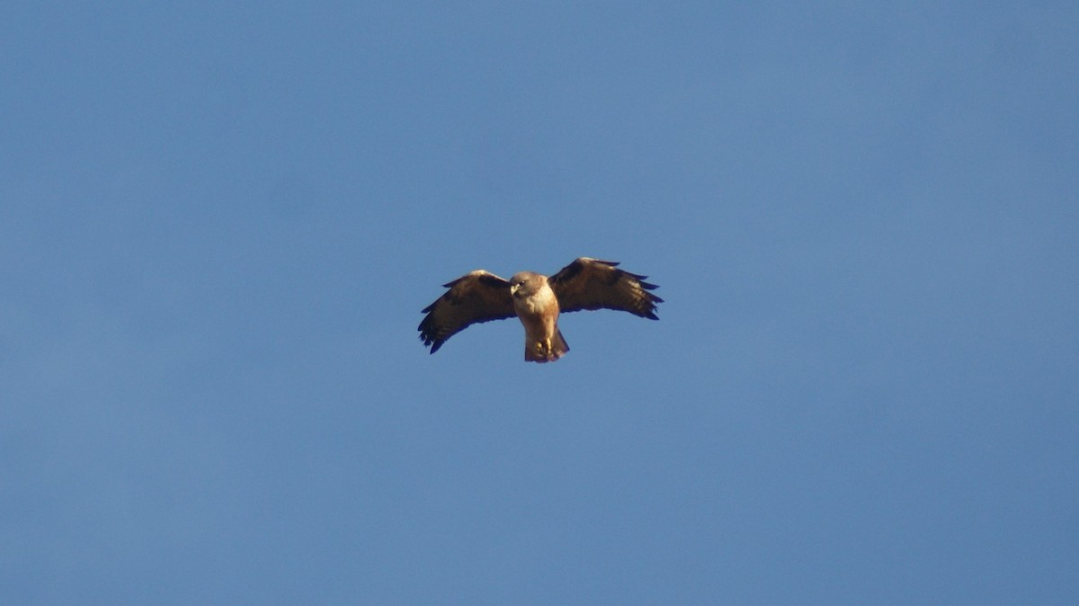 Red-tailed Hawk - ML125444411
