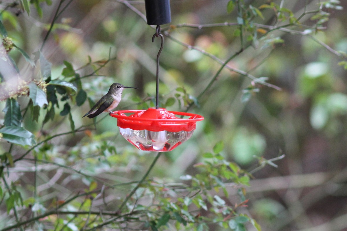 Rufous Hummingbird - ML125444511
