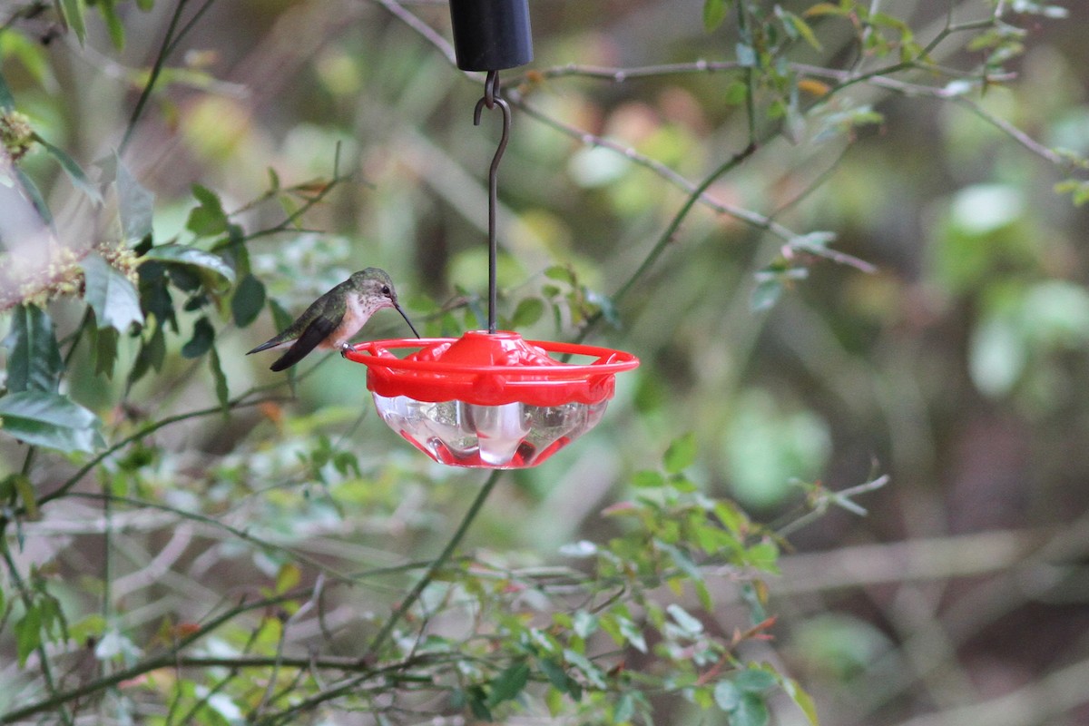 Rufous Hummingbird - ML125445451