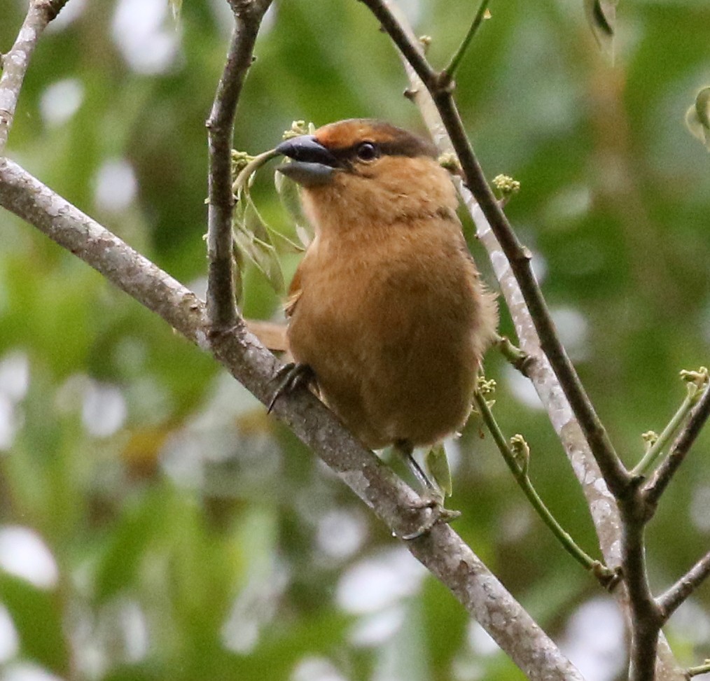 Brown Tanager - ML125451081