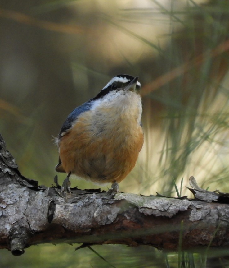 Red-breasted Nuthatch - Paul McKenzie