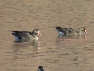 Greater White-fronted Goose, ML125457371