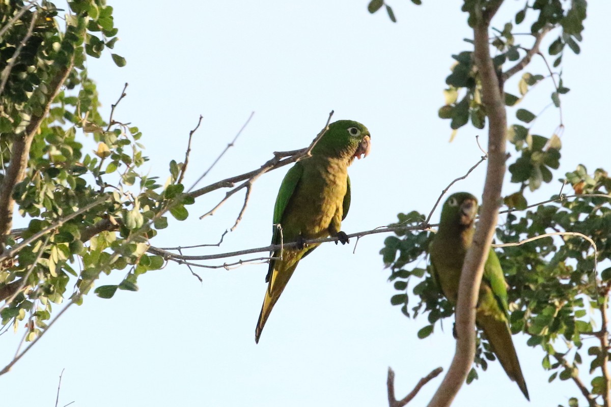 Olive-throated Parakeet - David Yeamans