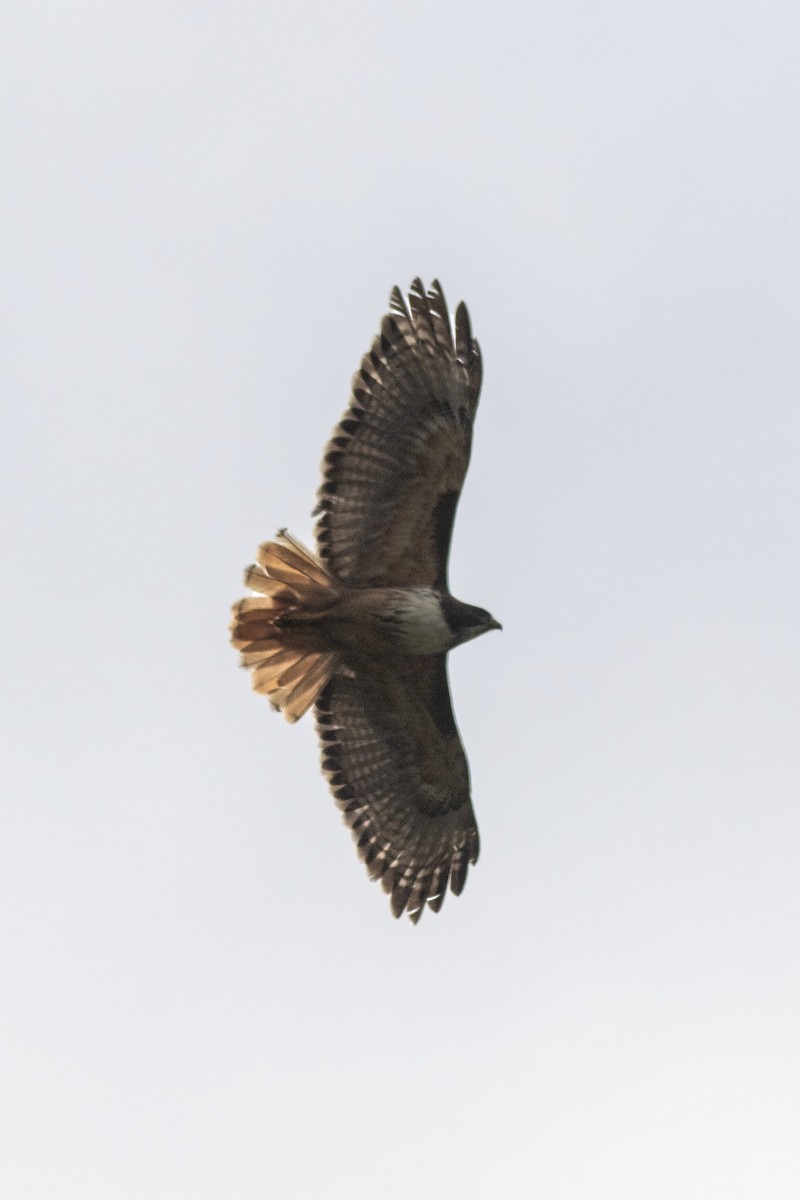 Red-tailed Hawk (costaricensis) - Guillermo  Saborío Vega