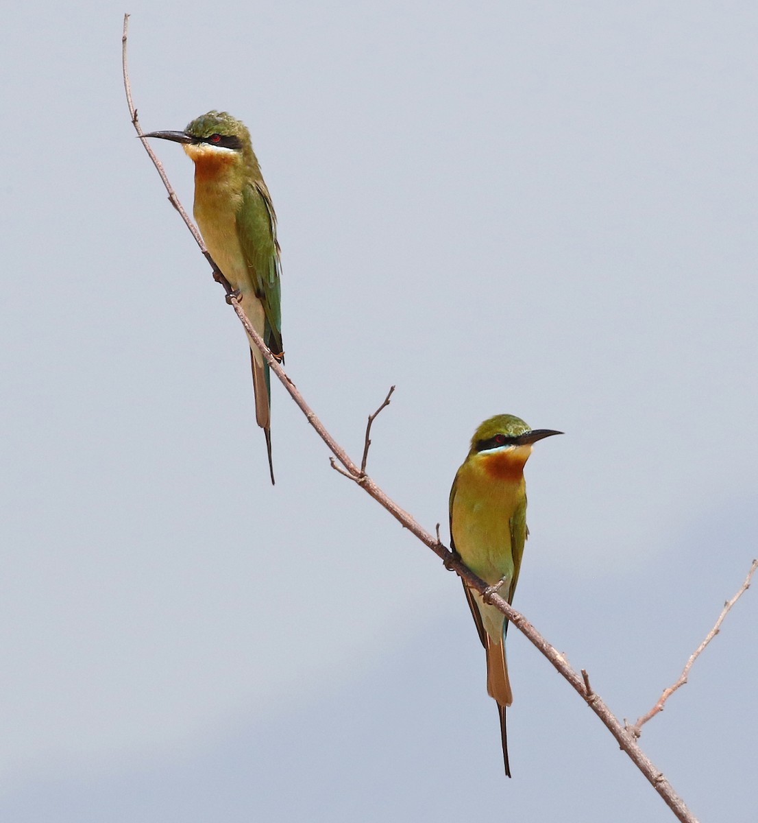 Blue-tailed Bee-eater - Dave Bakewell