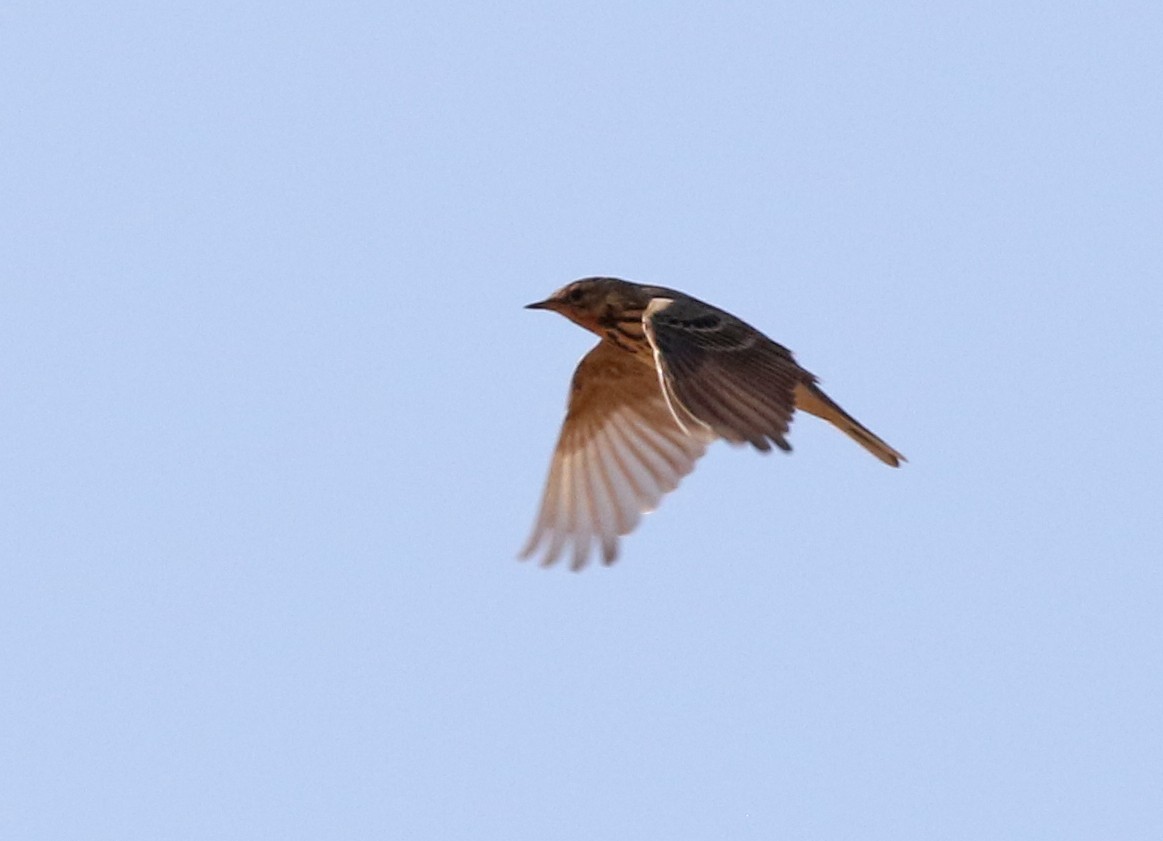 Red-throated Pipit - ML125462091