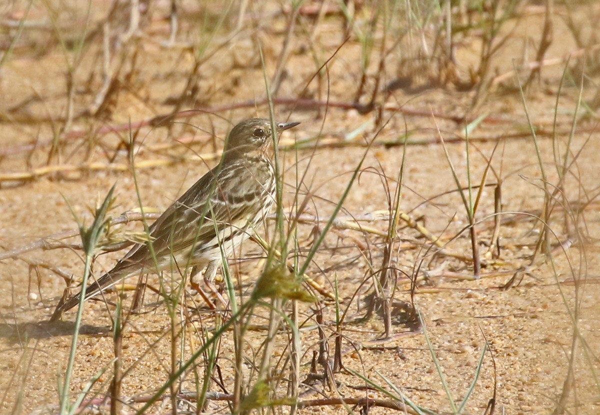 Red-throated Pipit - ML125462101