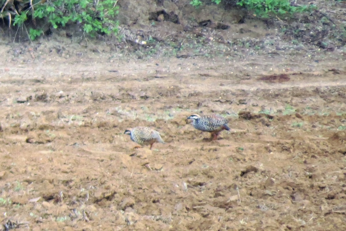 Chinese Francolin - Todd Pepper