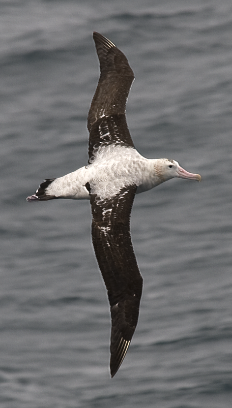 Snowy/Tristan/Antipodean Albatross - johnny powell