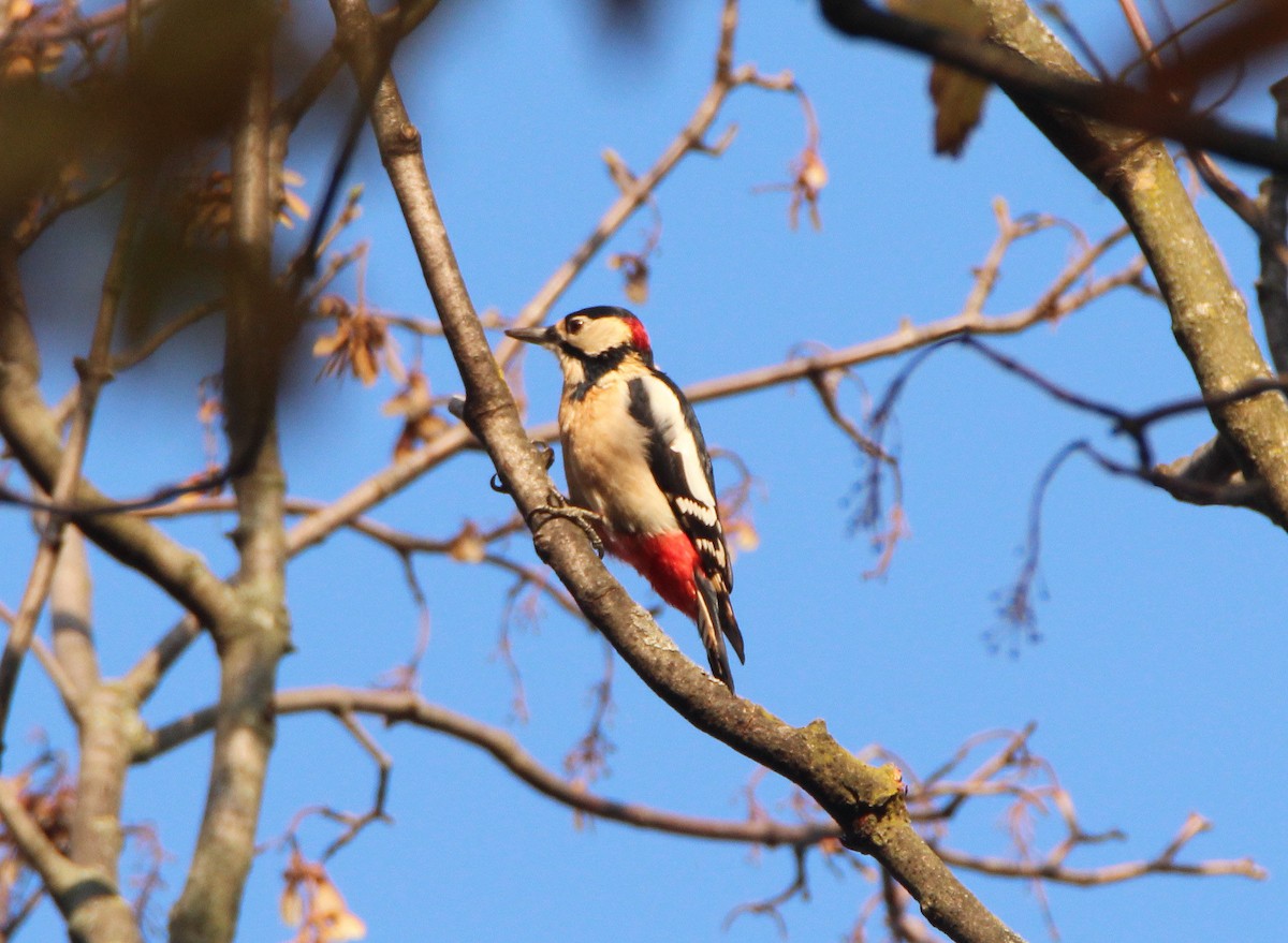 Great Spotted Woodpecker - Mark  Brown