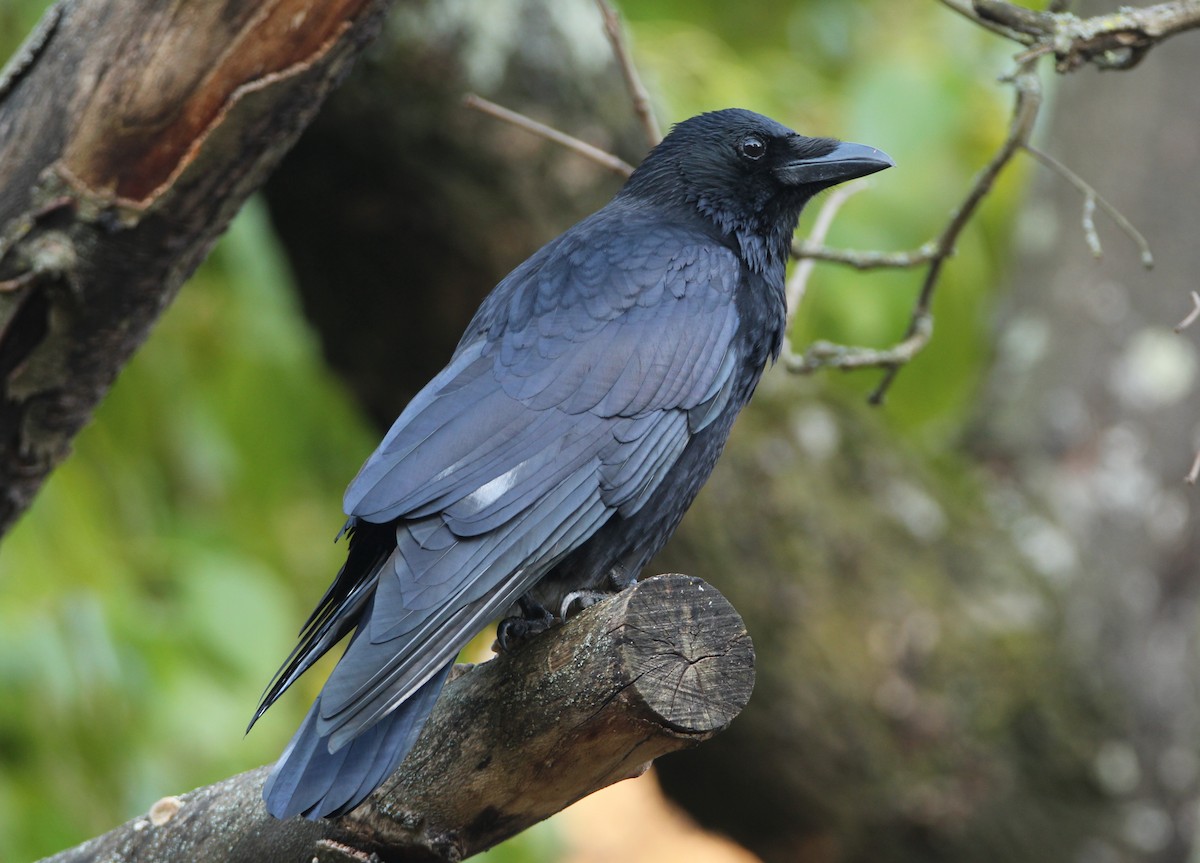 Carrion Crow - Mark  Brown