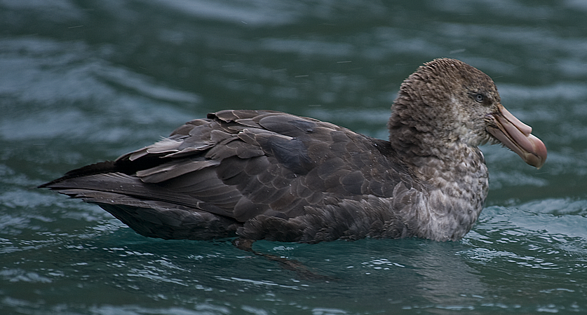 Northern Giant-Petrel - johnny powell