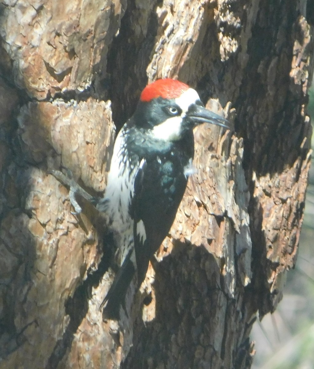 Acorn Woodpecker (Acorn) - Eric Hough