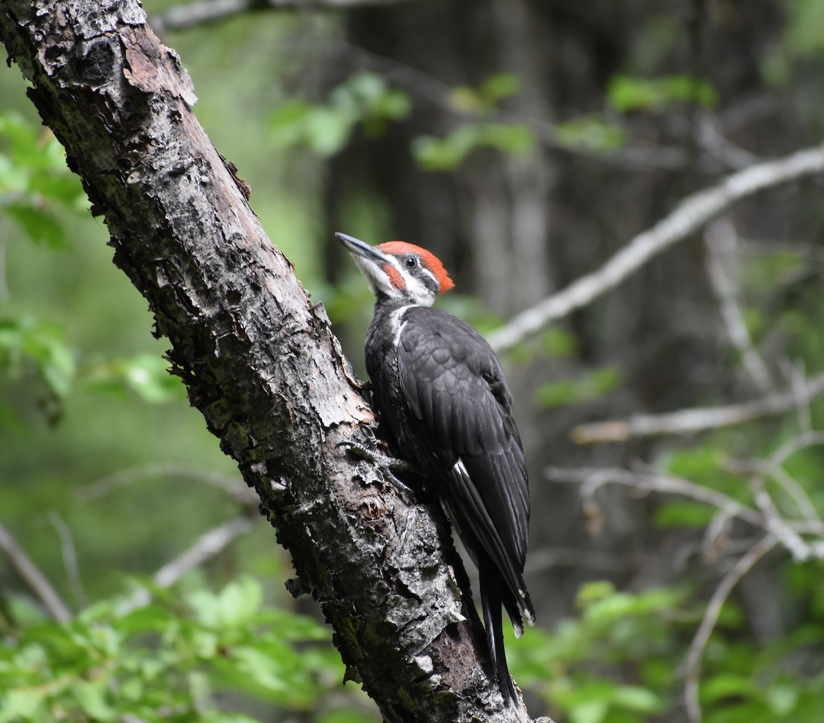 Pileated Woodpecker - ML125469251