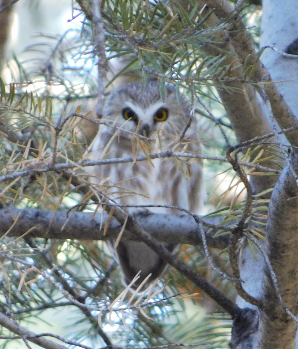 Northern Saw-whet Owl - Eric Hough