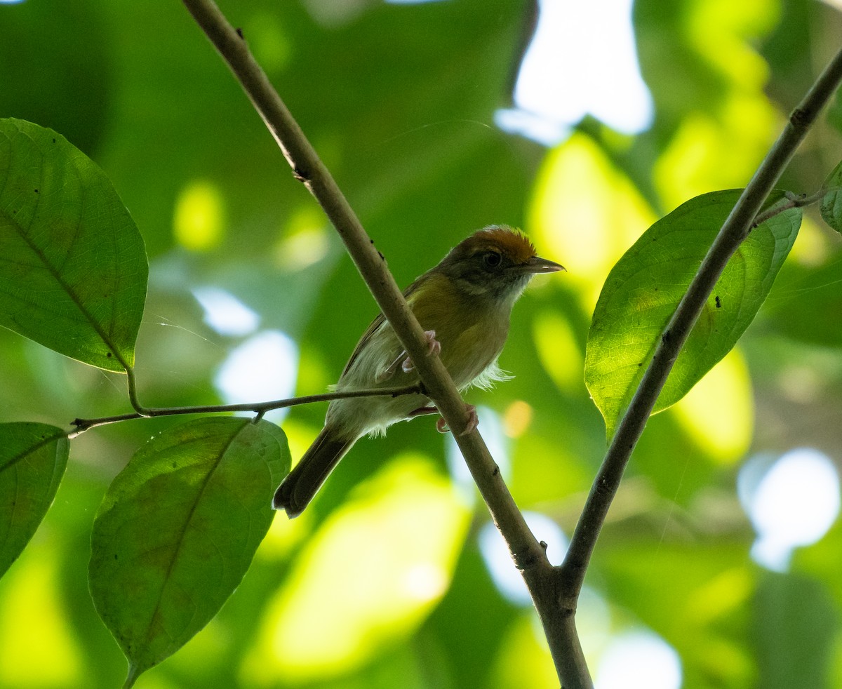 Tawny-crowned Greenlet - ML125470781