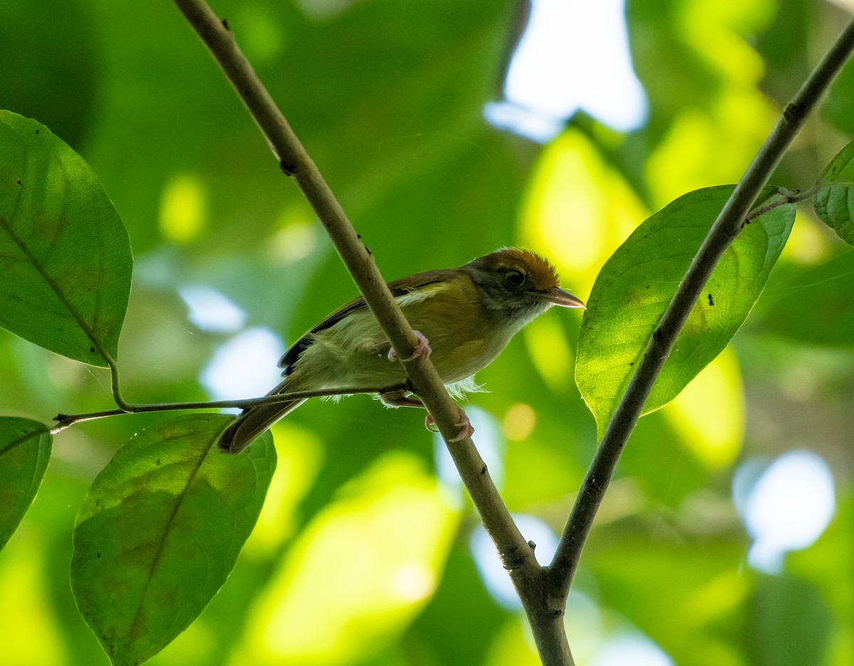Tawny-crowned Greenlet - ML125470851